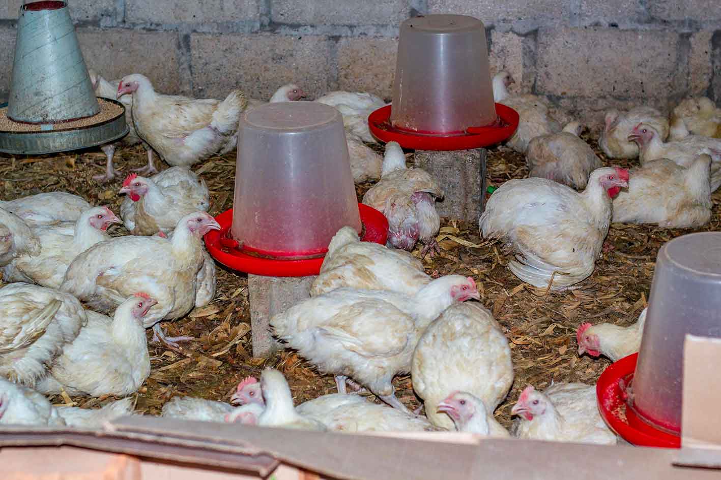 Breaking News: Chen Agri Limited Launches Exclusive Line of Quails and Chicken Products!